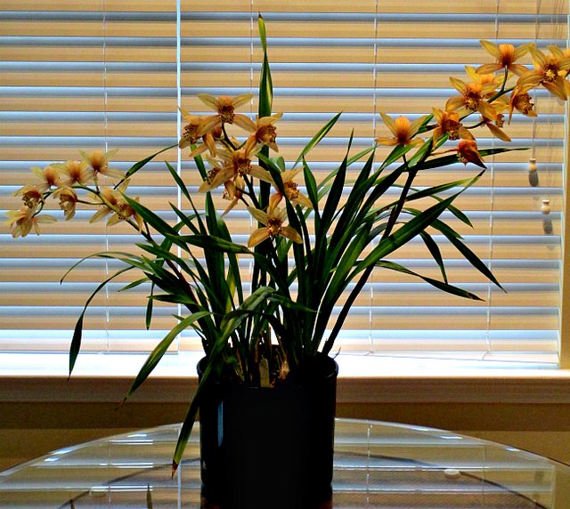 Hoa lan Cymbidium (Địa hoa Lan) là loài hoa Lan có tán lá lớn. Cây hoa Lan Cymbidium này sẽ là một vật trang trí nổi bật cho phòng khách.