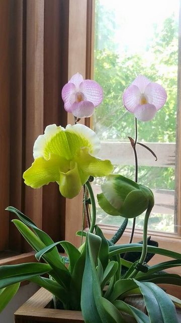 Có thể trưng bày hoa Lan Paphiopedilum (hoa Lan Hài) ở một bục cửa sổ để tạo ấn tượng. Chú ý tránh cho hoa Lan khỏi bị ánh nắng mặt trời chiếu trực tiếp bằng cách che rèm hay màn cửa mỏng.
