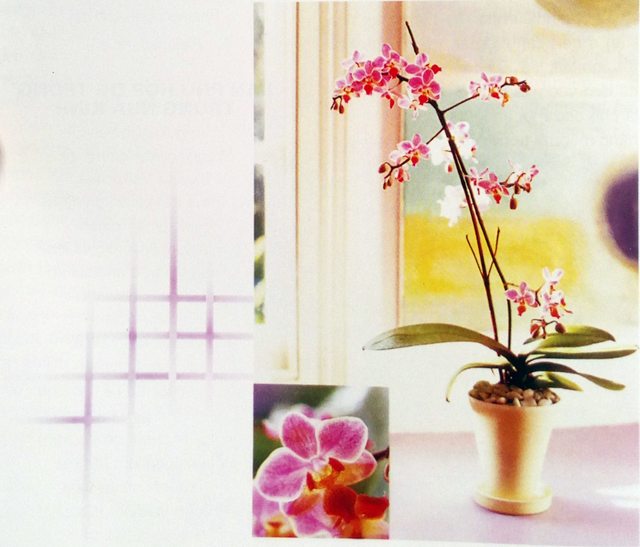 Phòng ngủ là nơi lý tưởng cho những loài hoa Lan như “Bướm nhỏ ” Phalaenopsis ‘Zuma Nova ’ này với những bông hoa tím thanh nhã.