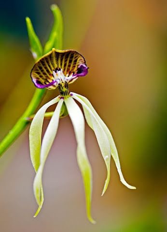 hoa Lan Encyclia Cochleata Var. “Bumham Vàng” là một loài hoa Lan cực khá phổ biến, sinh trưởng tốt trong nhà. Nó có thể cao đến 30 cm.