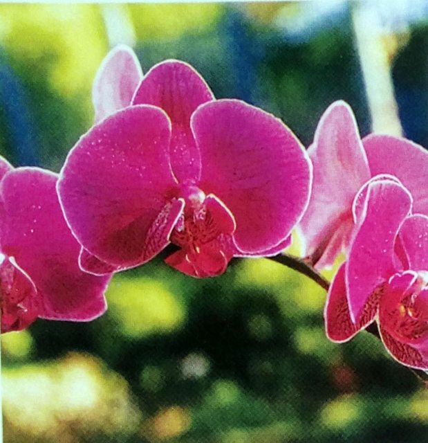 Có thể trưng bày một chậu hoa Lan Phalaenopsis “Milva Điên” giữa nhiều cây hoa Lan khác, với điều kiện không cho nó chịu ánh nắng trực tiếp của mặt trời. Nó có những bông hoa xinh đẹp, với cánh và đài hoa màu hồng đào cùng một cánh môi hồng đậm hơn.