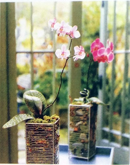 Phối hợp màu sắc hài hòa có thể tạo ra một ấn tượng tuyệt đẹp, chẳng hạn như đặt hoa Lan Phalaenopsis Schilleriana hồng nhạt (trái) bên cạnh một cây hoa Lan Phalaenopsis “Milva Điên ” màu hồng đậm (phải).