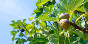 Cách trồng và chăm sóc cây Sung Mỹ