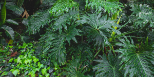 Cây ưa bóng râm cho khu vườn của bạn