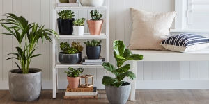 Những cây trồng trong nhà cần ánh sáng yếu dễ trồng nhất