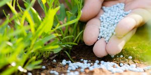 Làm gì trong vườn vào tháng Tám