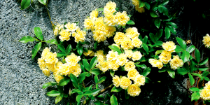 Làm gì trong vườn vào tháng Bảy