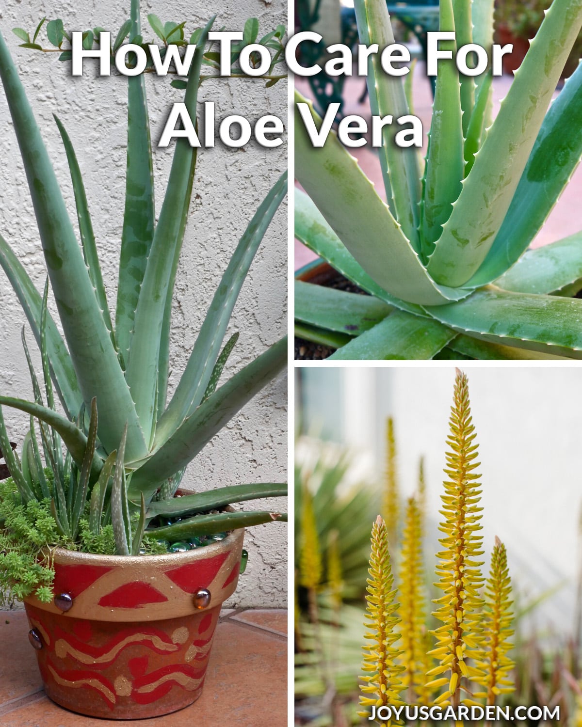 Cách chăm sóc cây Nha Đam (Aloe vera)