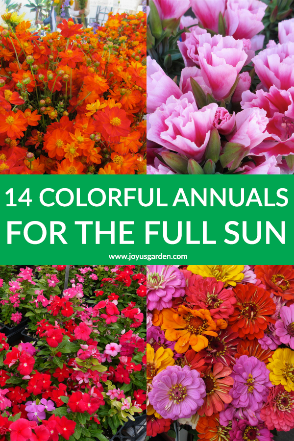 14 loài hoa đầy màu sắc chịu được nắng trực tiếp gay gắt