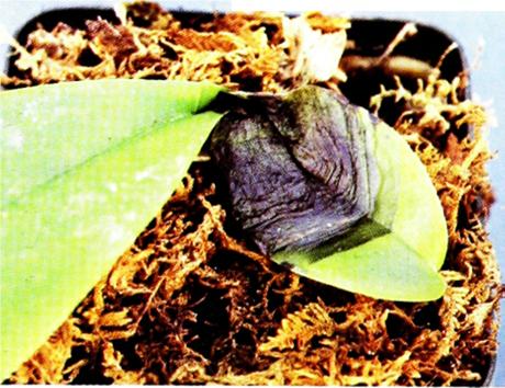 HÌNH 7 – Loài vi khuẩn hình que có tên là Pseudomonas cattleyae, thường thấy ở những cây hồ điệp bị nhiễm vi khuẩn. Những lá già còn lại mặc dù vẫn xanh nhưng rồi cũng sớm rụng vì chúng đã bị nhiễm ở phần cuống.