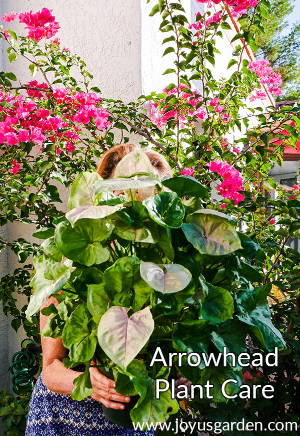 Mẹo trồng và chăm sóc cây Arrowhead (chi Syngonium, Bạch Hồ Điệp)
