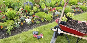 Chuẩn bị danh sách làm vườn