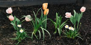 Cách trồng củ hoa vào mùa xuân