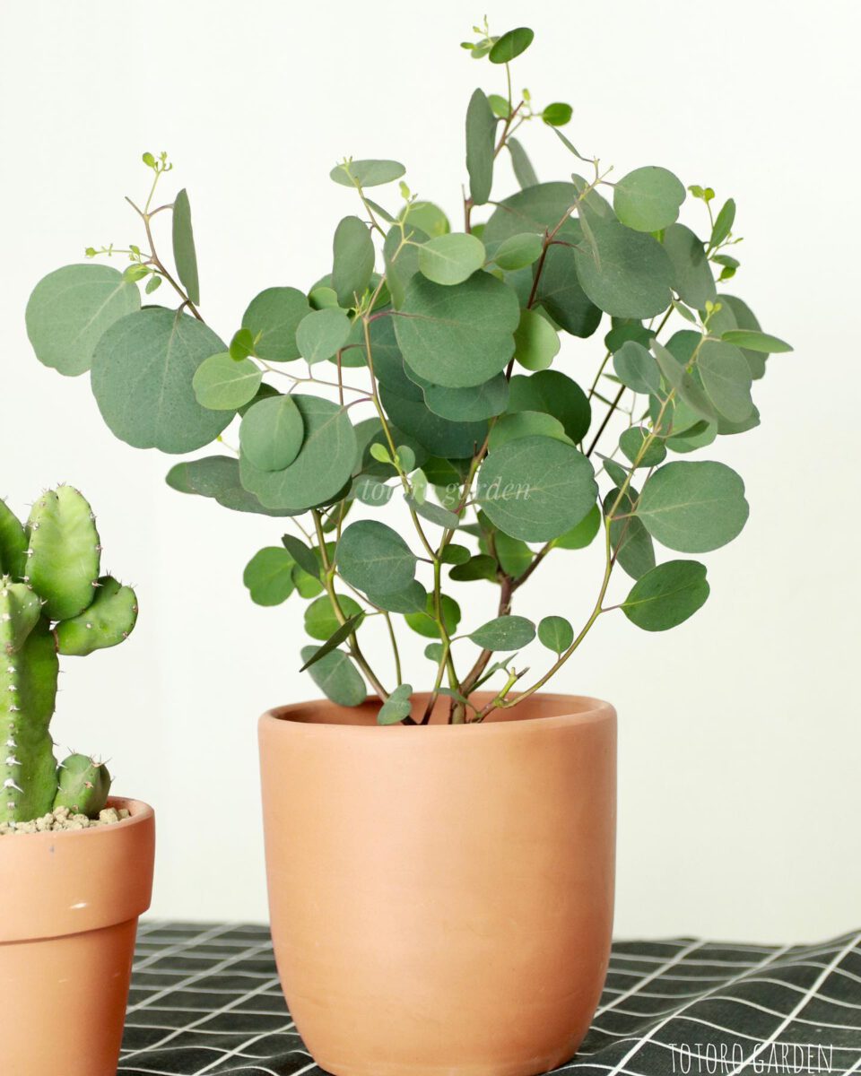 Chăm sóc cây Khuynh Điệp (cây trong chi Eucalyptu)