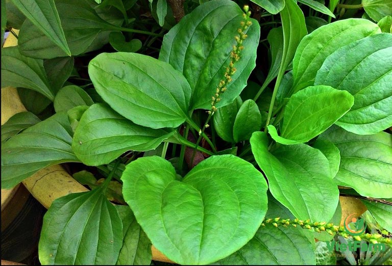 Những tác dụng trị bệnh hữu ích của cây Plantain Herb (Mã Đề, cây thuộc chi Plantago)