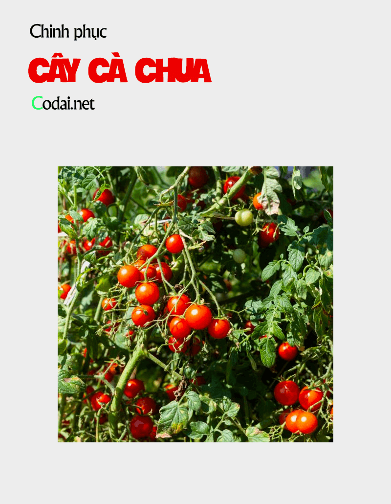 Chinh phục cây Cà Chua – những câu chuyện cổ tích trong khu vườn