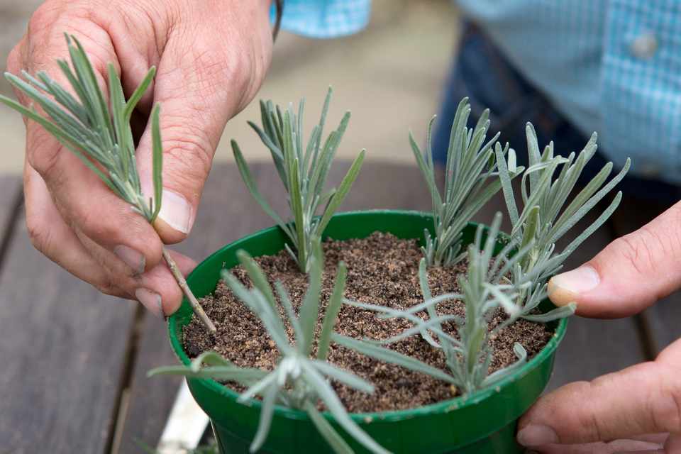 How to remove old peeling paint from an outdoor terracotta pot