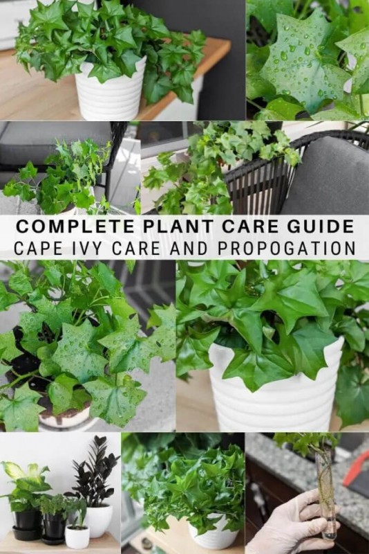 Hướng dẫn chăm sóc cây Delairea odorata (Cape Ivy, German Ivy, Italian Ivy, Parlor Ivy)