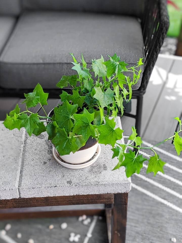 Hướng dẫn chăm sóc và nhân giống cây Delairea odorata - Cape Ivy, German Ivy, Italian Ivy, Parlor Ivy