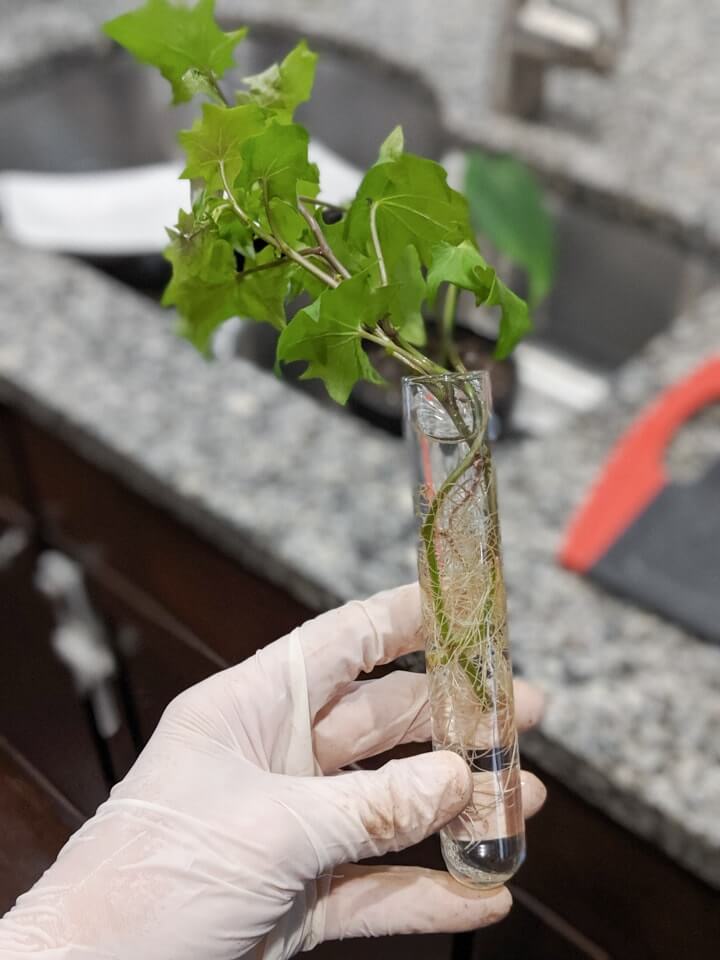 Hướng dẫn chăm sóc và nhân giống cây Delairea odorata - Cape Ivy, German Ivy, Italian Ivy, Parlor Ivy