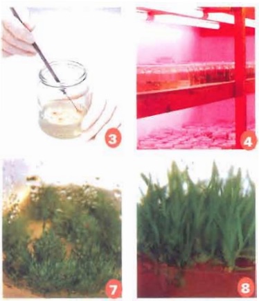 [Sách Ebook] Phương pháp trồng & chăm sóc Hoa Lan – Thiên Kim – VII. Chăm sóc và nuôi trồng – 4. Nhân giống Hoa Lan – 4.4. Nhân giống bằng hạt (hữu tính)