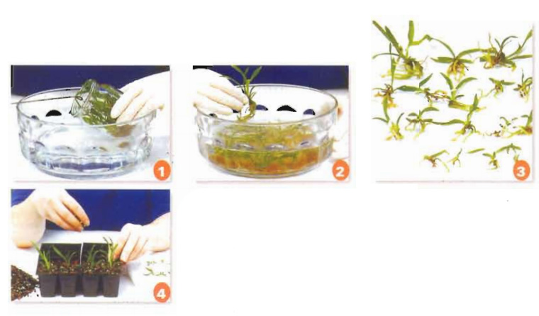 [Sách Ebook] Phương pháp trồng & chăm sóc Hoa Lan – Thiên Kim – VII. Chăm sóc và nuôi trồng – 4. Nhân giống Hoa Lan – 4.4. Nhân giống bằng hạt (hữu tính)