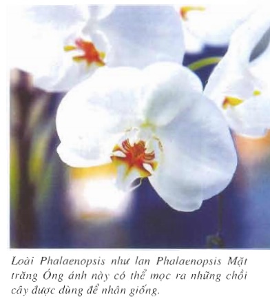 [Sách Ebook] Phương pháp trồng & chăm sóc Hoa Lan – Thiên Kim – VII. Chăm sóc và nuôi trồng – 4. Nhân giống Hoa Lan – 4.2. Nhân giống từ chồi