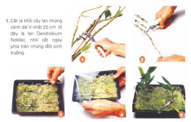 [Sách Ebook] Phương pháp trồng & chăm sóc Hoa Lan – Thiên Kim – VII. Chăm sóc và nuôi trồng –  4. Nhân giống Hoa Lan – 4.3. Nhân giống bằng cách cắt cành