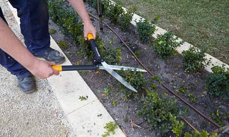 Làm thế nào để cắt tỉa hàng rào cây