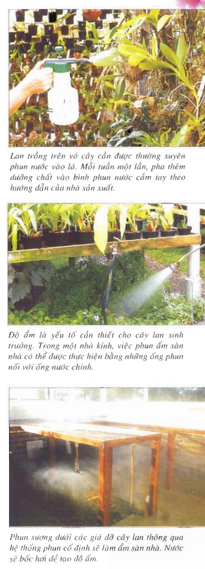 [Sách Ebook] Phương pháp trồng & chăm sóc Hoa Lan – Thiên Kim – VII. Trồng Lan trong nhà kính – 6. Tạo ẩm