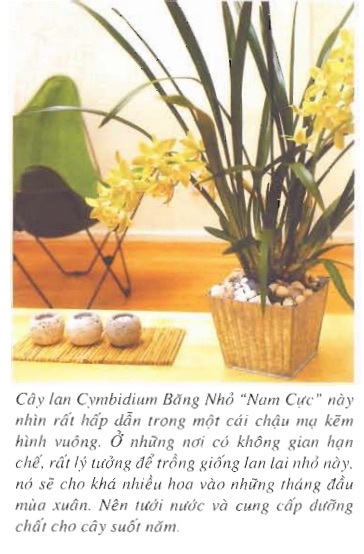[Sách Ebook] Phương pháp trồng & chăm sóc Hoa Lan – Thiên Kim – VII. Chăm sóc và nuôi trồng – 2. Môi trường sinh trưởng – 2.2. Thay đất trồng