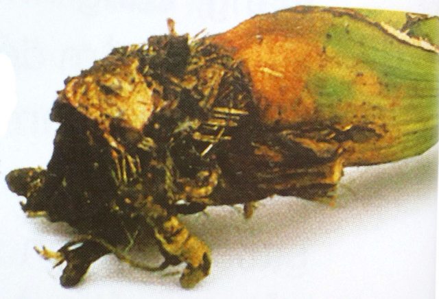 Một giả hành, giống như của loài Cymbidium này, có thể mọc trên mặt đất hoặc trên một thân cây như loài hoa Lan cộng sinh.