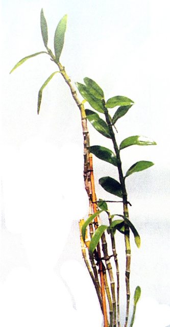 Một số loài hoa Lan, chẳng hạn như giống hoa Lan họ Dendrobium, có những giả hành rất dài, không giống như giả hành ngắn của loài khác. Những thân dài này hay còn gọi là “gậy”, có thể có chiều dài từ 1 – 2m.