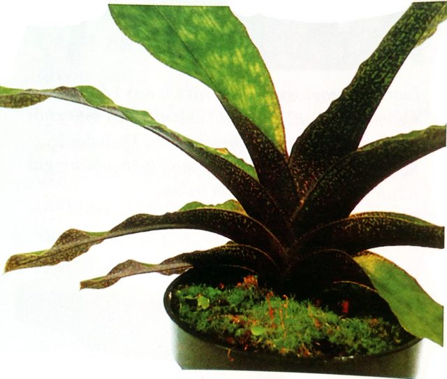 Cây hoa Lan Paphiopedilum này có những dấu chấm ở mặt trên lá và những chấm tím đậm dày đặc ở mặt dưới lá.