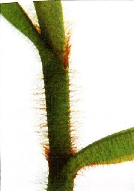 Một vài loài hoa Lan, chẳng hạn như loài Trichotosia Ferox này, có thân phủ đầy lông mịn màu nâu mà mục đích của chúng chưa được hiểu rõ. Người ta nghĩ rằng chúng là lớp bảo vệ cho cây hoa Lan trong những vùng quá lạnh.