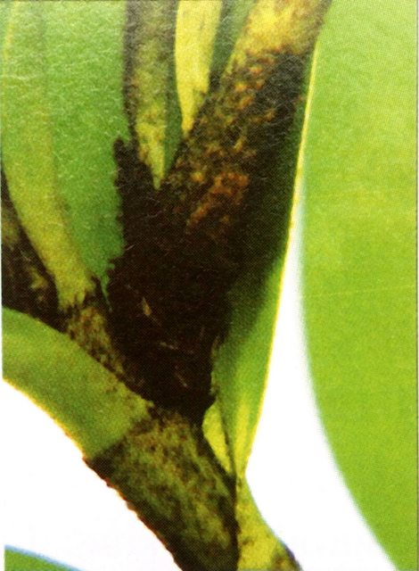 Cành, mầm và gốc nụ hoa của loài hoa Lan Dendrobium Infundibulum phủ đầy lớp lông đen dày, tạo thành một bề mặt thô nhám. Khi lớp mới mọc già đi, bộ lông sẽ rụng bớt.