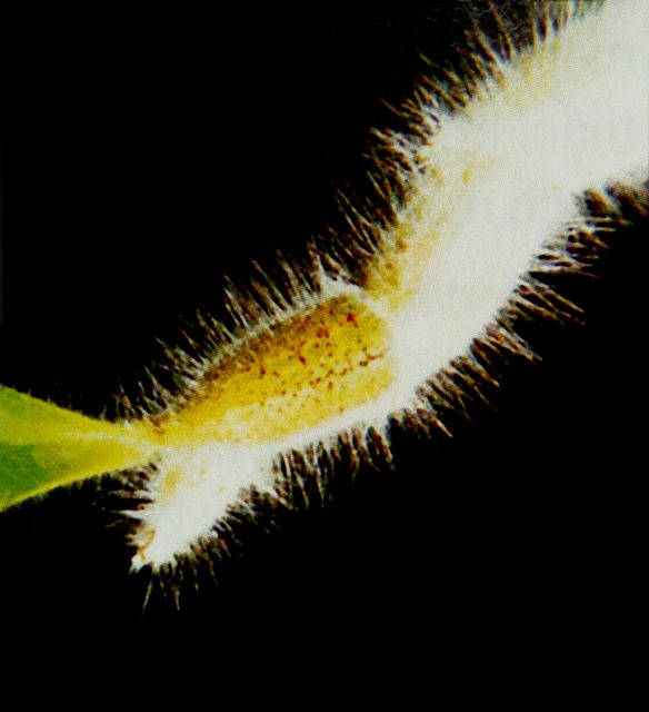 hoa Lan Dendrobium Senile có những giả hành và lá phủ đầy lông trắng, mịn để bảo vệ cho cây hoa Lan trong môi trường sinh trưởng tự nhiên của nó.