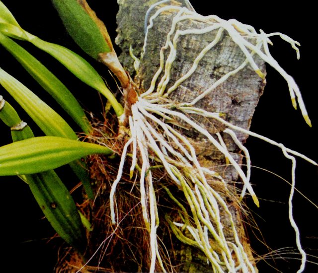 Rễ của loài hoa Lan cộng sinh, chẳng hạn như loài Enclyclia Radiata, là một thành phần rất quan trọng. Chúng không chỉ cung cấp cho cây hoa Lan dưỡng chất mà còn giúp nó bám chặt vào cây chủ.