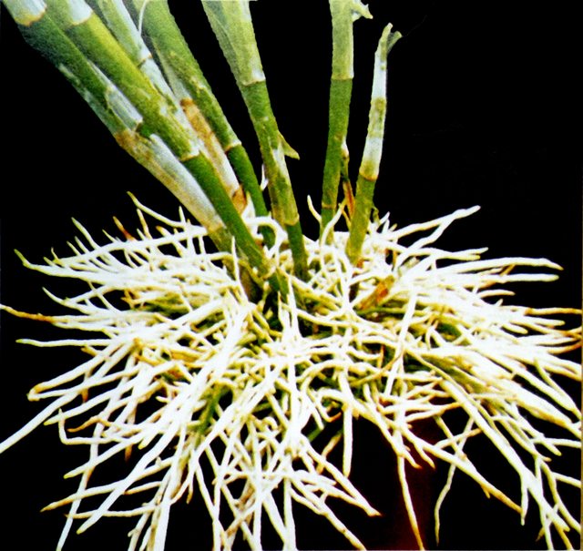 hoa Lan Ansellia Africana là một loài hoa Lan cộng sinh từ châu Phi có một bộ rễ cứng trên không, mọc tủa ra nhiều hướng. Điều này không có nghĩa là cây hoa Lan không cần đến chậu.