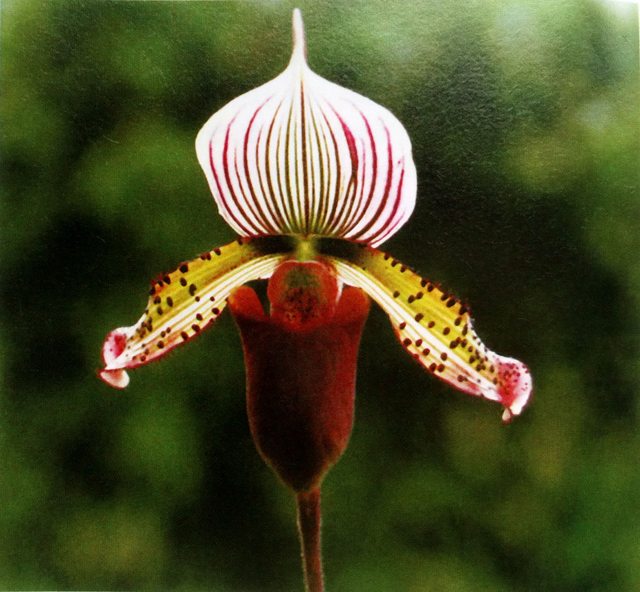 hoa Lan Paphiopedilum Eustacenum là một loài hoa Lan hài có cọng cao và thanh nhã, trong đó môi dưới đã được biến đổi để biến thành một chiếc túi. Phía trên chiếc túi này và ở hai bên nhị hoa là hai bao phấn.