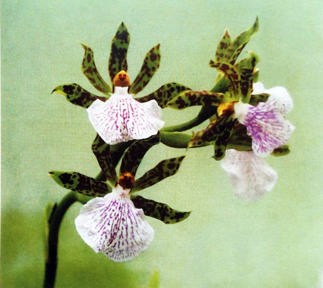 Mang những hông hoa cánh nhỏ trên các cuống cao, hoa Lan Zygopetalum Intermedium có một môi hoa lớn, xòe rộng và nổi bật để làm bãi đậu cho côn trùng thụ phấn và từ đó nó sẽ được hướng dần đến nụ phấn.