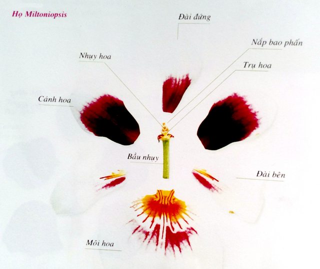 [Sách Ebook] Phương pháp trồng & chăm sóc Hoa Lan – Thiên Kim – V. Thực vật học về lan