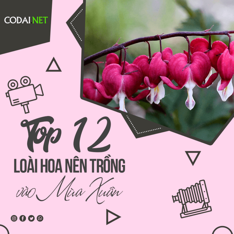 Top 12 Loài Hoa Mùa Xuân bạn nên có trong vườn