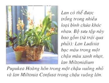 [Sách Ebook] Phương pháp trồng & chăm sóc Hoa Lan – Thiên Kim – VII. Chăm sóc và nuôi trồng – 3. Trồng vào chậu và cắm lan như thế nào? – 3.1. Lan trồng trong chậu