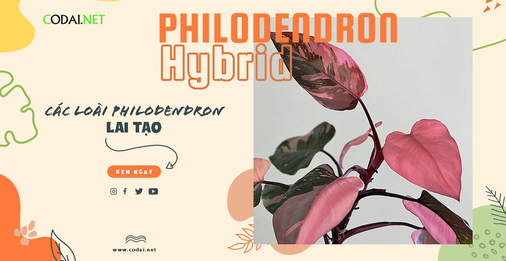 Danh sách kèm hình ảnh các loài Philodendron lai tạo (Hybrid) mới nhất!