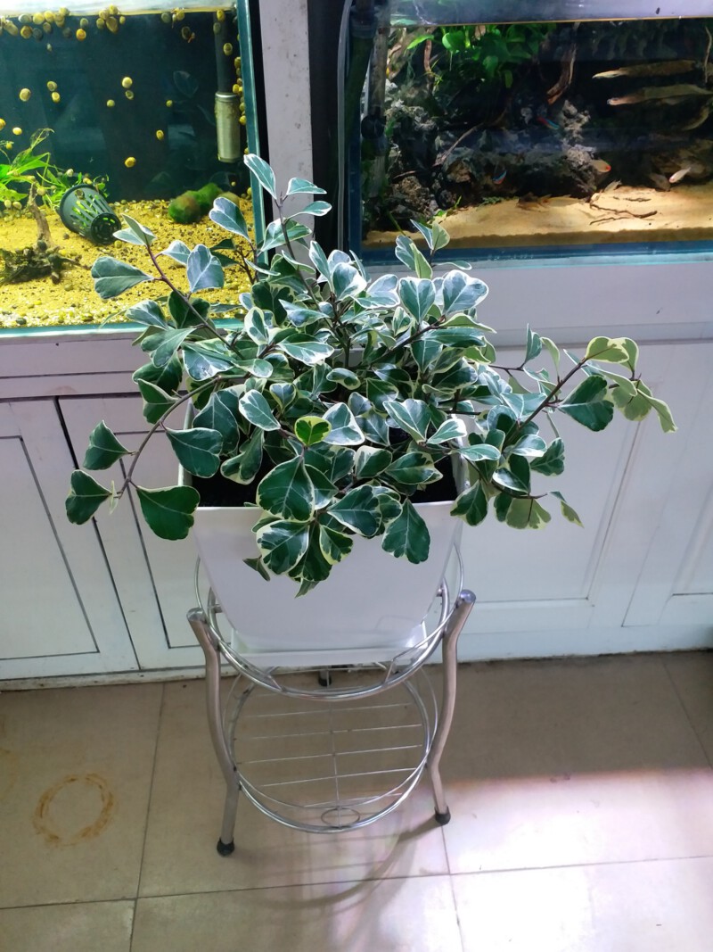 Cây Ficus deltoidea Jack f. Variegata (Bàng Lá Tim Cẩm Thạch) chậu nhựa