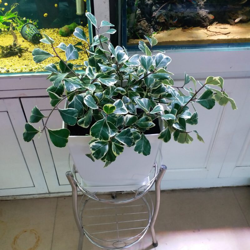Cây <strong>Ficus deltoidea Jack f. Variegata</strong> (Bàng Lá Tim Cẩm Thạch) chậu nhựa