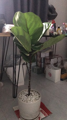 [Hỏi Đáp] Cây Bàng Sing (Ficus lyrata) bị rụng lá – Nick Facebook Huong Do (CÂY TRONG NHÀ – INDOOR PLANTS)