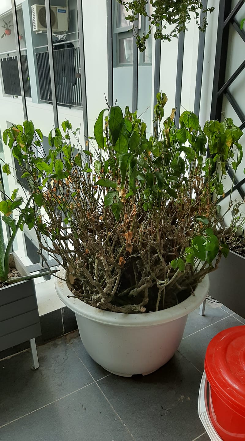 Hỏi & Đáp: Cây Nhài (Jasminum sambac) 40 – 50cm ở Long Biên Hà Nội có hiện tượng rũ lá, chết lá