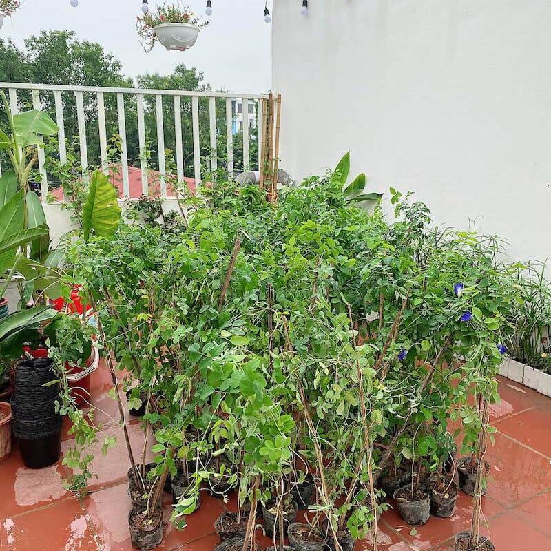 Chia sẻ kinh nghiệm trồng cây Hoa Đậu Biếc (Clitoria ternatea) ra hoa nhiều, ra quả để nhân giống